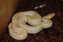 Reverse Albino Burmese