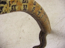Central American Belly