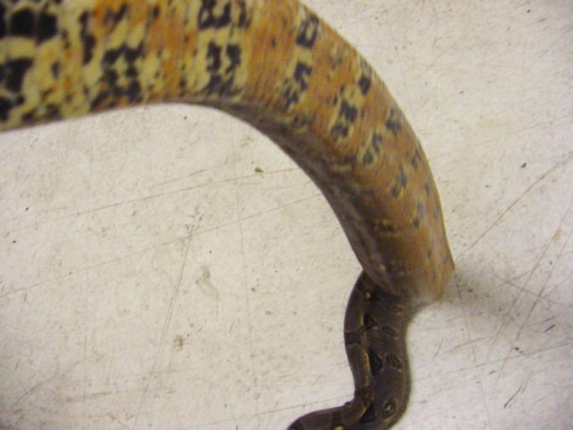 Central American Belly