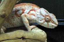 Tamatave Female