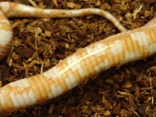 Strange Albino Corn Belly