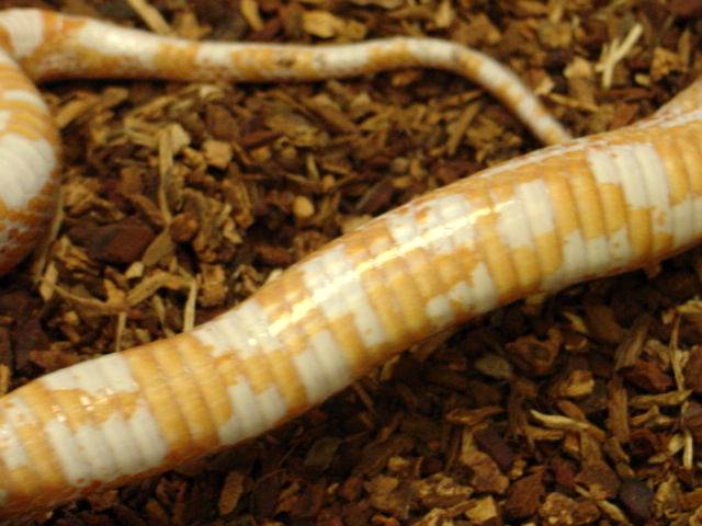 Strange Albino Corn Belly