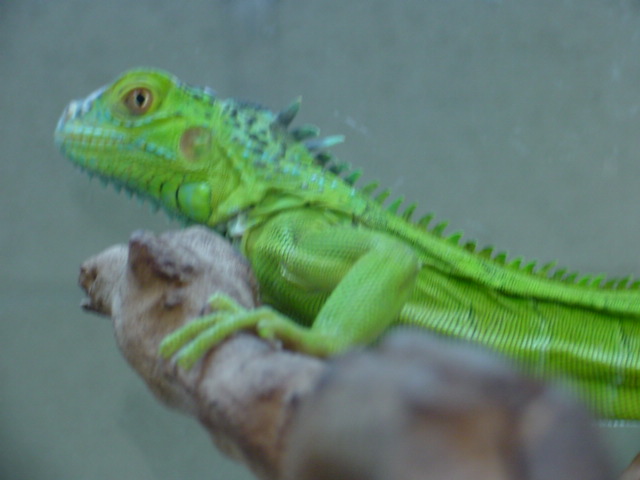 Hypo Iguana
