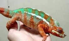 Male Panther