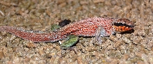 Unknown Lizard