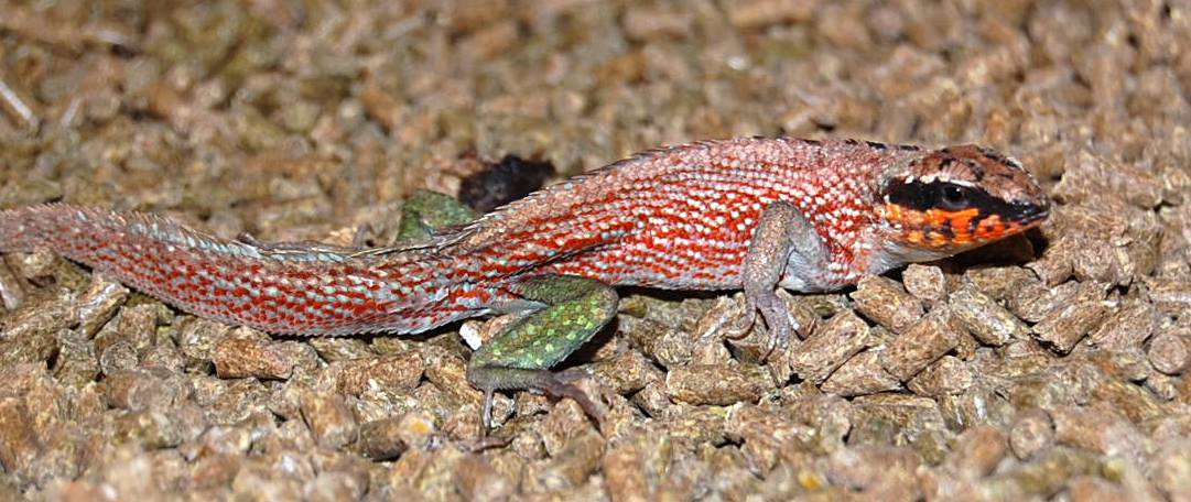 Unknown Lizard