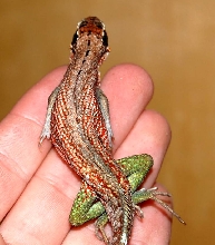 Unknown Lizard