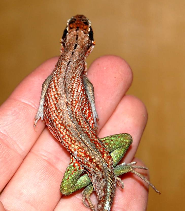 Unknown Lizard