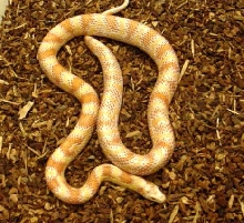 Strange Albino Corn