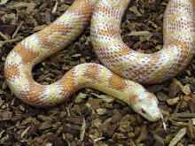 Stange Albino Corn
