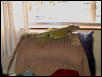 Iguana