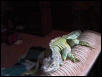 iguana