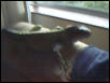 iguana