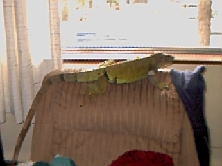 iguana