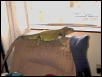 iguana