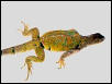 iguana