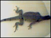 iguana
