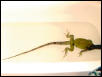 iguana