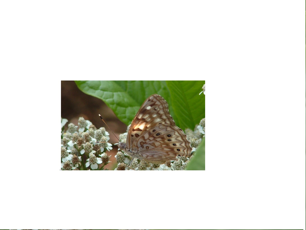 What kind of butterfly is this?????????