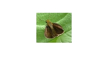 A skipper of somekind