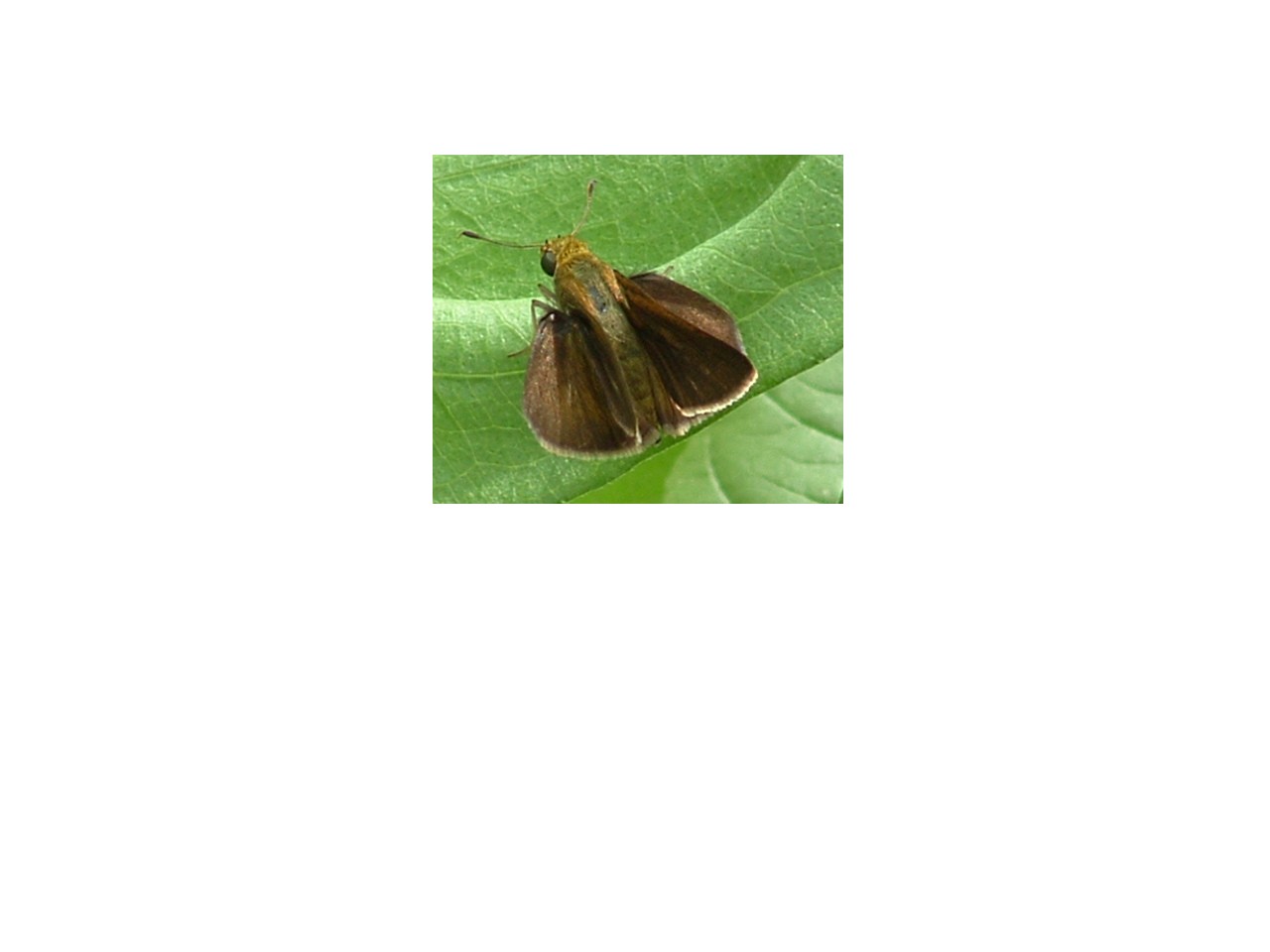 A skipper of somekind