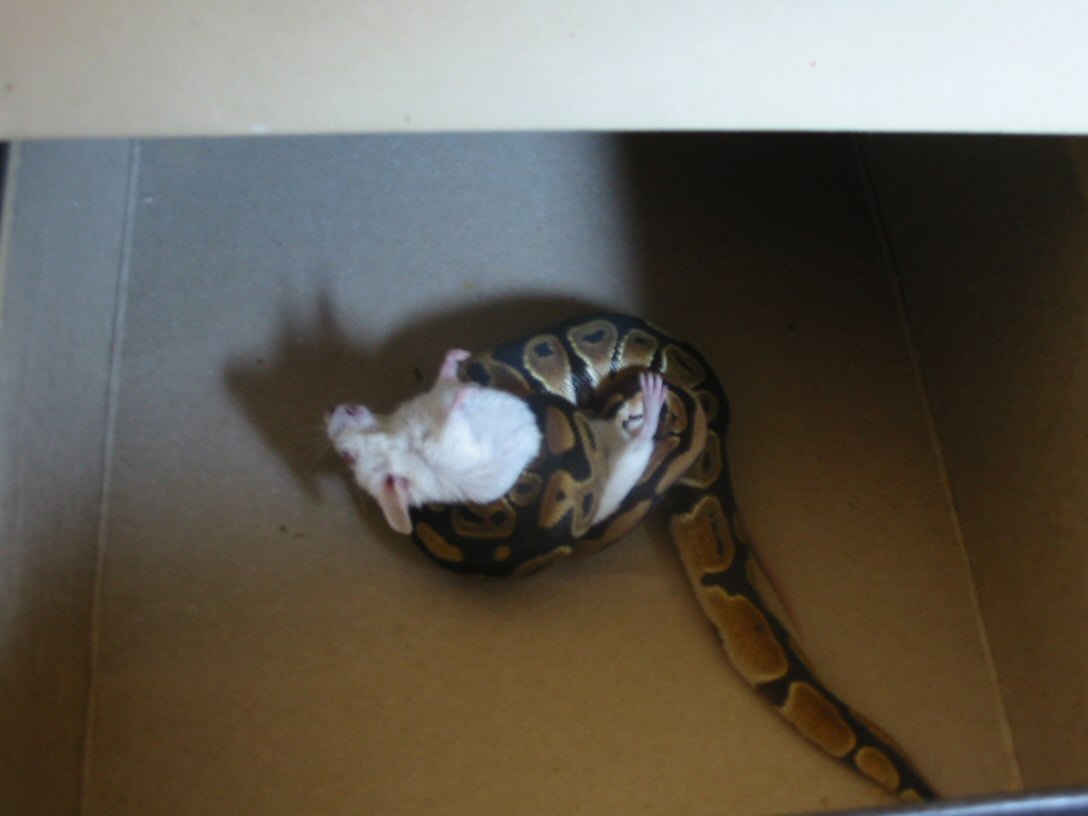 Dinner Time!!