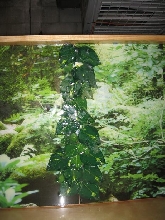 Close up leaves