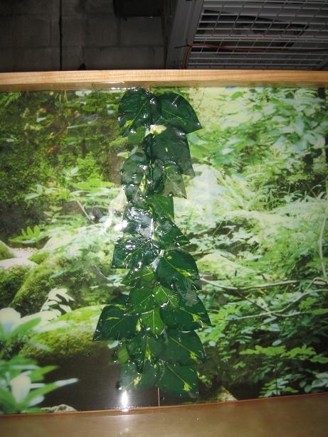 Close up leaves