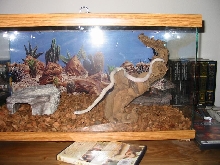My roommates snake