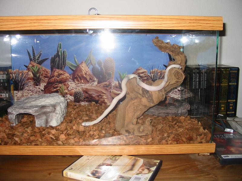 My roommates snake