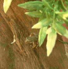 frog