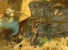 frog2