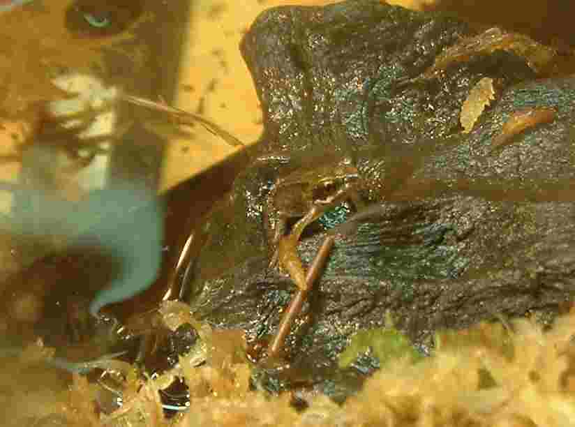 frog2