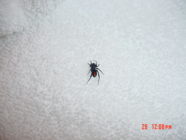 spider
