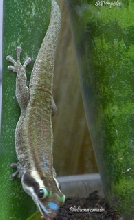 Female Phelsuma ornata