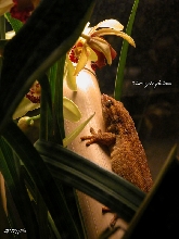 Male Ailuronx seychellensis