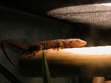 Adult female Ailuronyx seychellensis