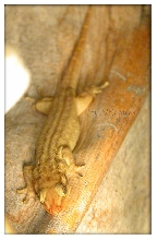 Female Ailuronyx seychellensis