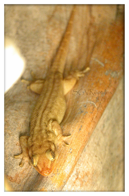 Female Ailuronyx seychellensis