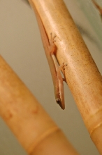 Phelsuma lineata dorsovittata