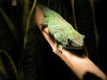 Male Phelsuma m grandis