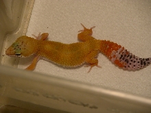 SHTCT female