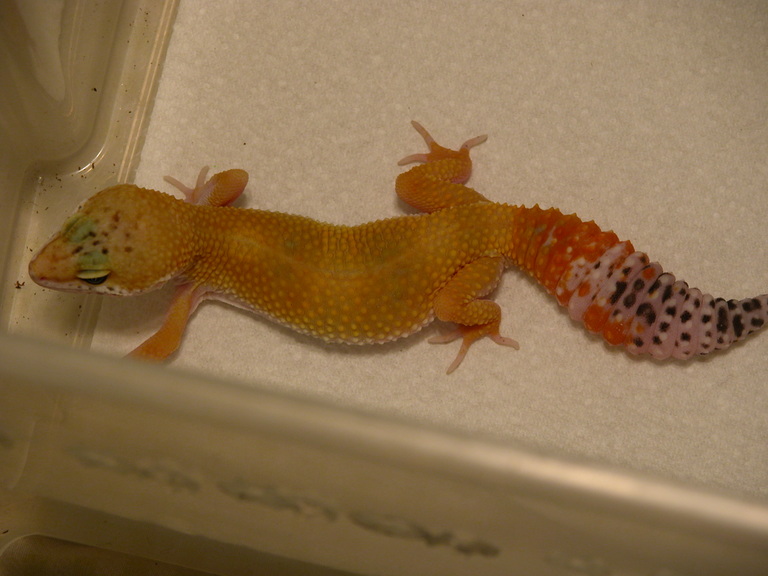 SHTCT female