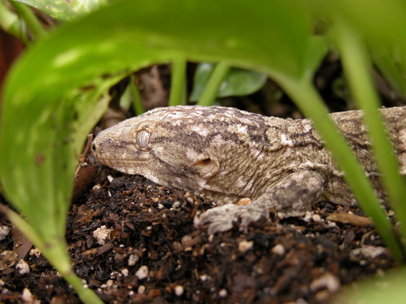 My male leachie