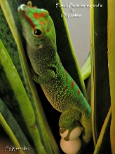 Female Phelsuma m grandis laying eggs