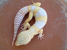 Male tremper albino giant