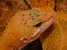 head shot of one of my female leos