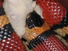 LAMPROPELTIS ZONATA
