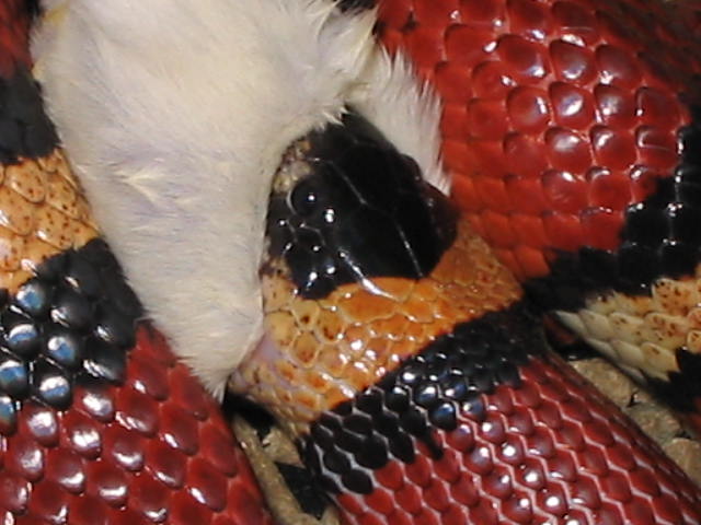 LAMPROPELTIS ZONATA
