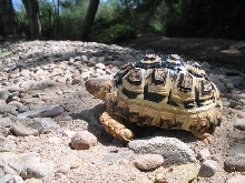 Geochelone Pardalis